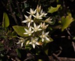 Crassula alticola