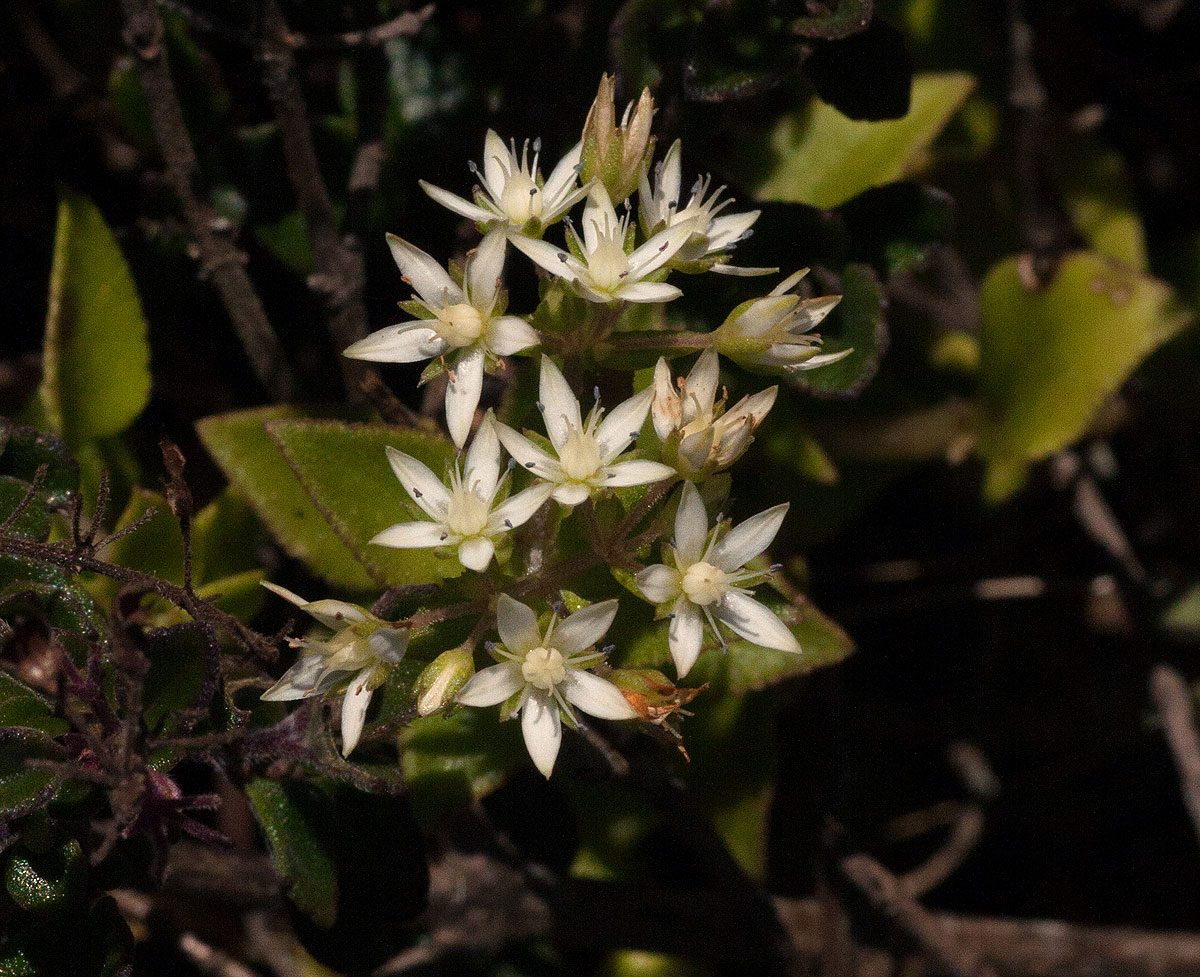 Crassula alticola