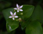 Crassula alticola