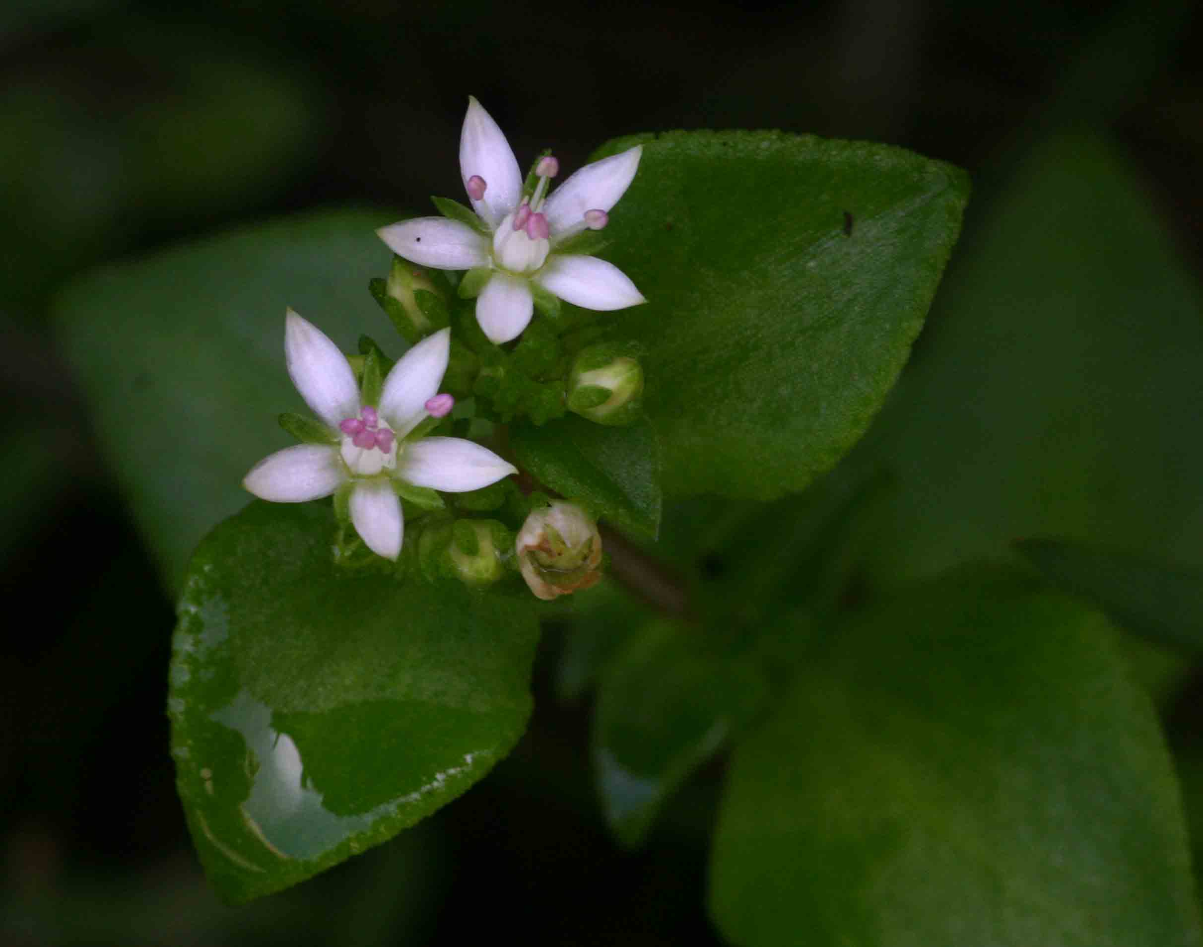 Crassula alticola