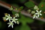 Crassula alticola