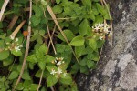 Crassula alticola