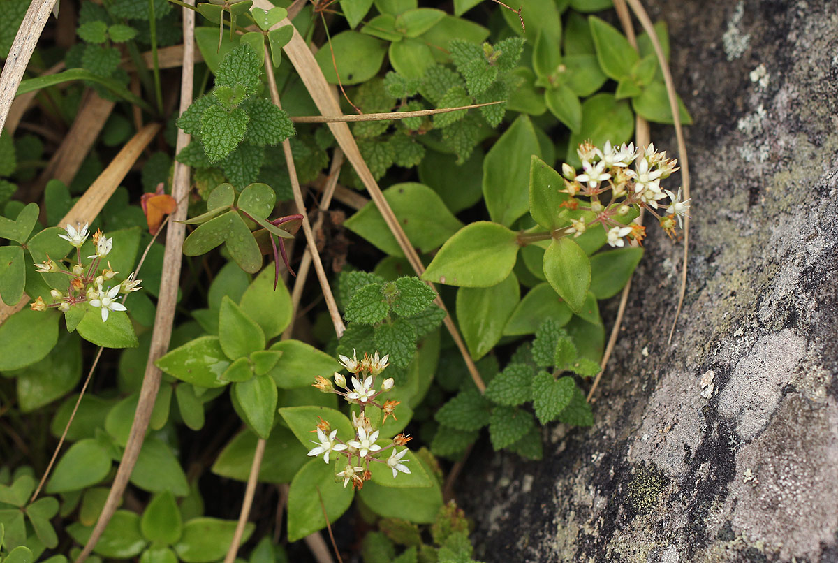 Crassula alticola