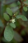 Crassula expansa subsp. fragilis var. fragilis