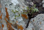 Crassula expansa subsp. fragilis var. fragilis