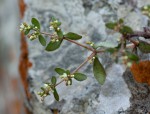Crassula expansa subsp. fragilis var. fragilis