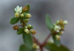 Crassula expansa subsp. fragilis var. fragilis