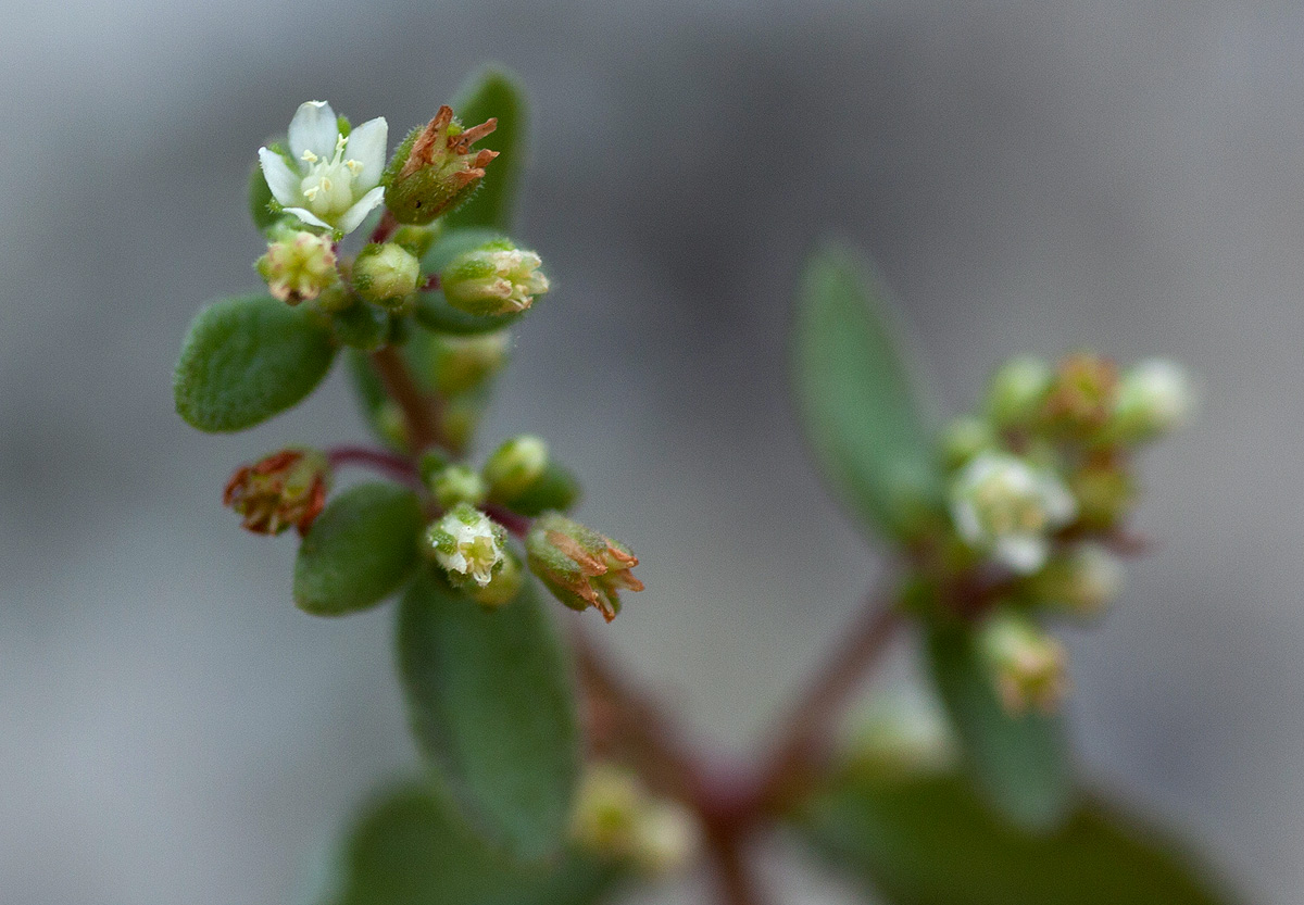 Crassula expansa subsp. fragilis var. fragilis
