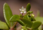 Crassula expansa subsp. fragilis var. fragilis