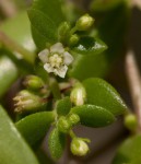 Crassula expansa subsp. fragilis var. fragilis
