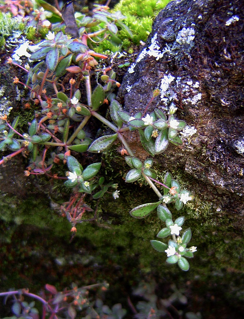 Crassula expansa subsp. fragilis var. fragilis