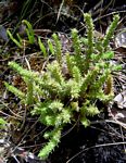 Crassula lanceolata subsp. transvaalensis