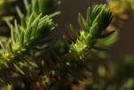 Crassula lanceolata subsp. transvaalensis