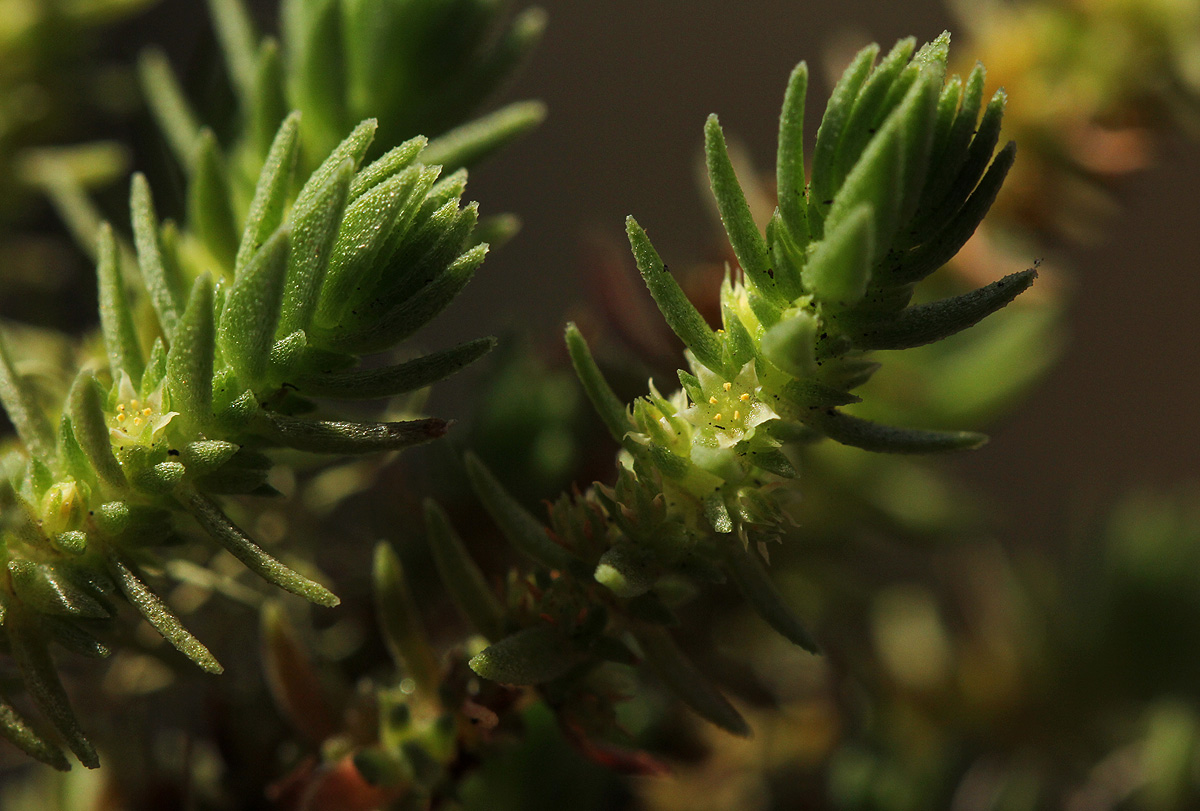 Crassula lanceolata subsp. transvaalensis
