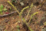 Crassula lanceolata subsp. transvaalensis