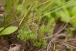 Crassula lanceolata subsp. transvaalensis