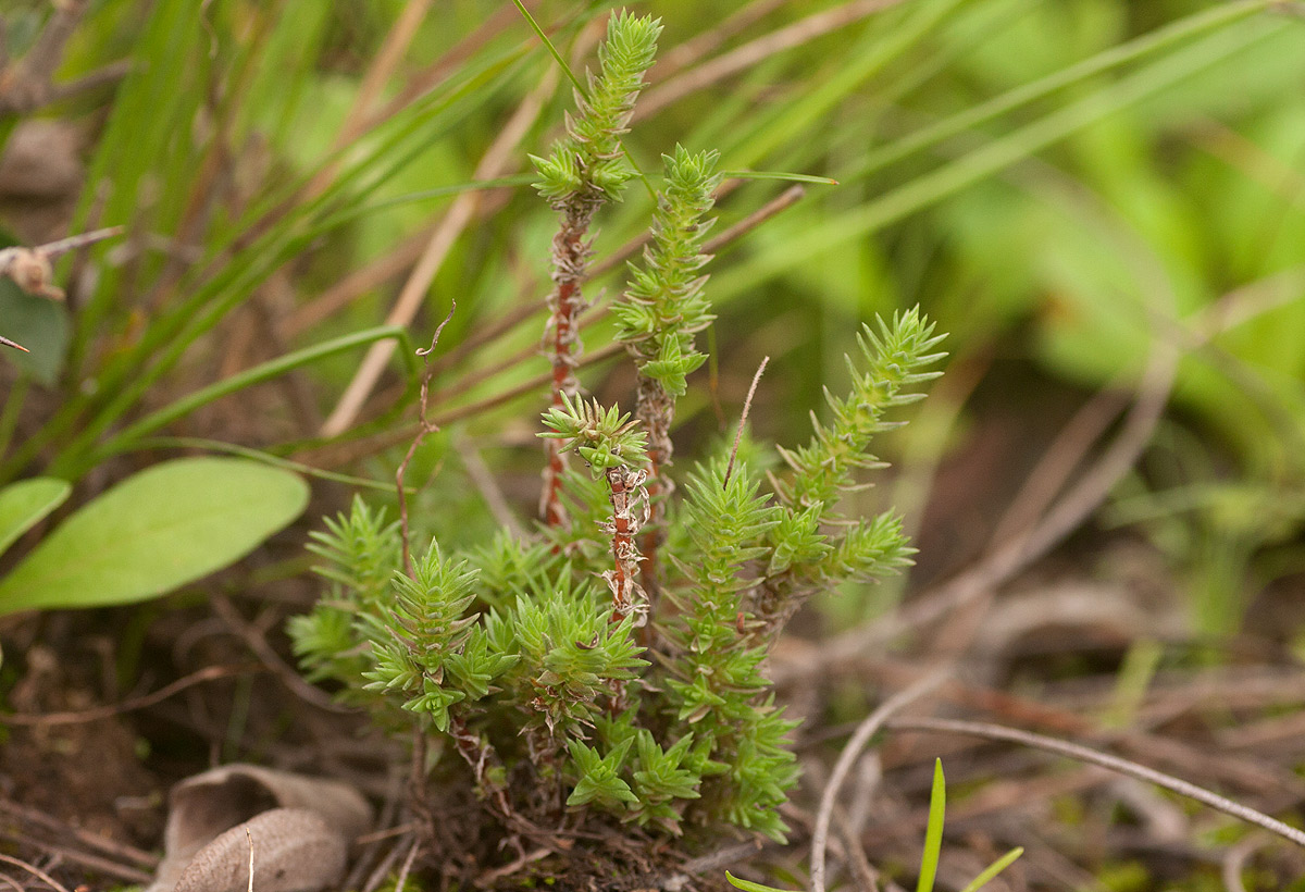Crassula lanceolata subsp. transvaalensis