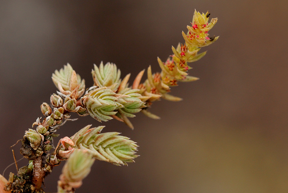 Crassula lanceolata subsp. transvaalensis