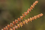 Crassula lanceolata subsp. transvaalensis