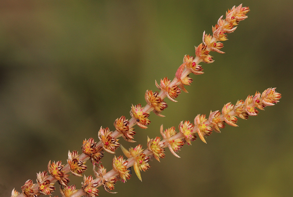 Crassula lanceolata subsp. transvaalensis