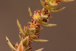 Crassula lanceolata subsp. transvaalensis