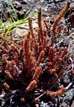 Crassula lanceolata subsp. transvaalensis