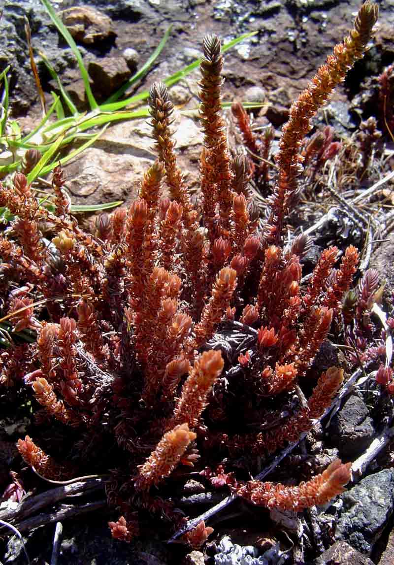 Crassula lanceolata subsp. transvaalensis