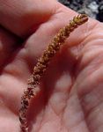 Crassula lanceolata subsp. transvaalensis