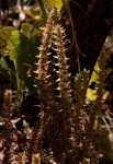 Crassula lanceolata subsp. transvaalensis