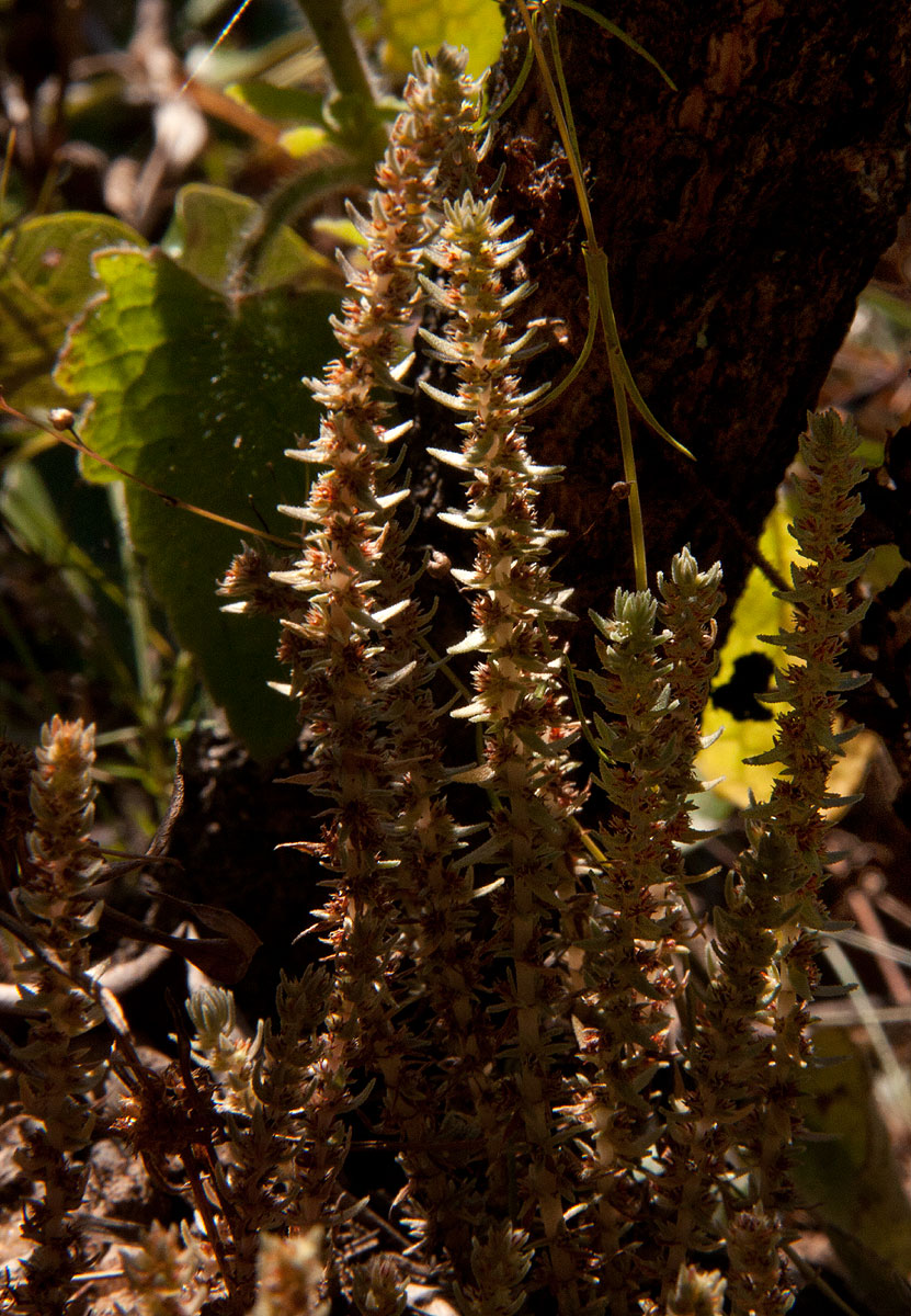 Crassula lanceolata subsp. transvaalensis