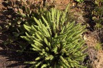 Crassula lanceolata subsp. transvaalensis
