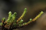 Crassula lanceolata subsp. transvaalensis