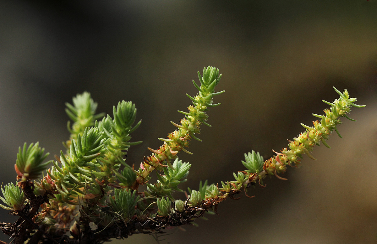 Crassula lanceolata subsp. transvaalensis