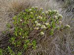 Crassula sarcocaulis subsp. sarcocaulis