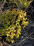 Crassula sarcocaulis subsp. sarcocaulis