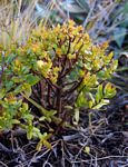 Crassula sarcocaulis subsp. sarcocaulis