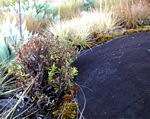 Crassula sarcocaulis subsp. sarcocaulis