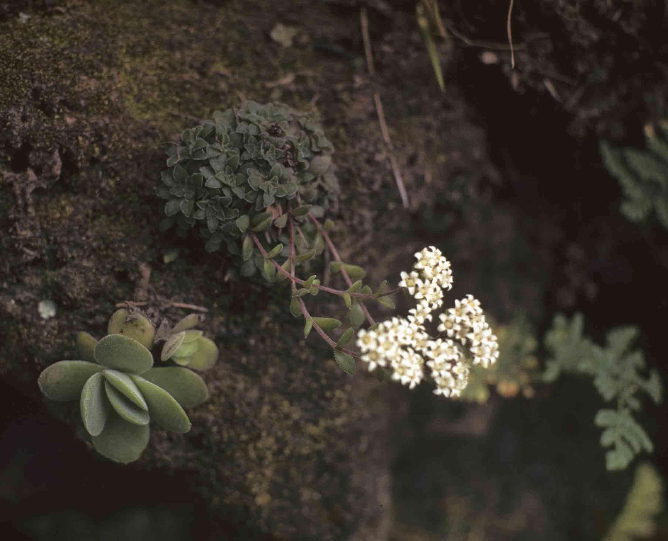 Crassula setulosa var. setulosa