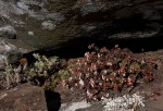 Crassula setulosa var. setulosa