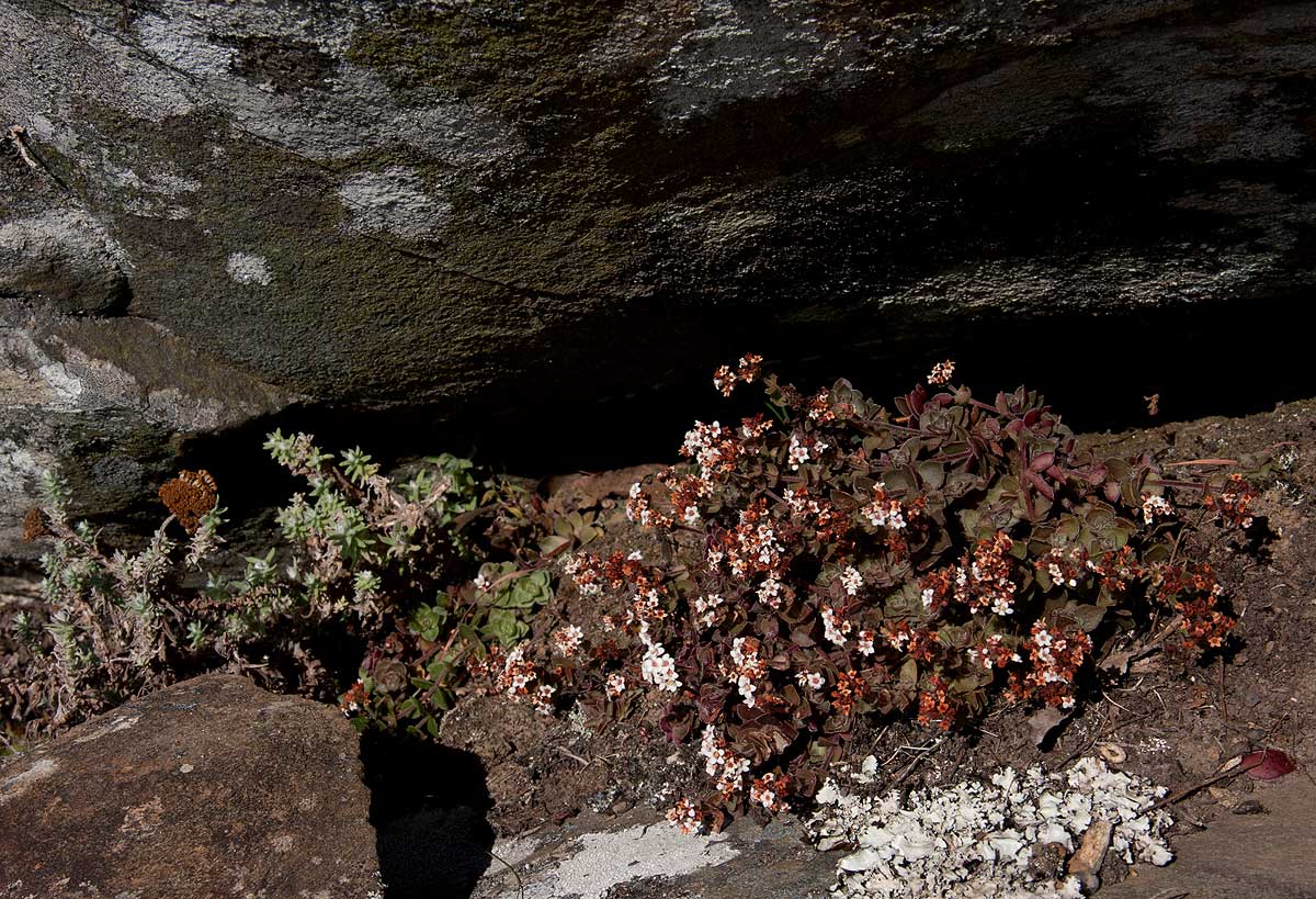 Crassula setulosa var. setulosa