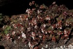 Crassula setulosa var. setulosa