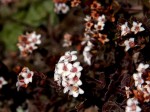 Crassula setulosa var. setulosa
