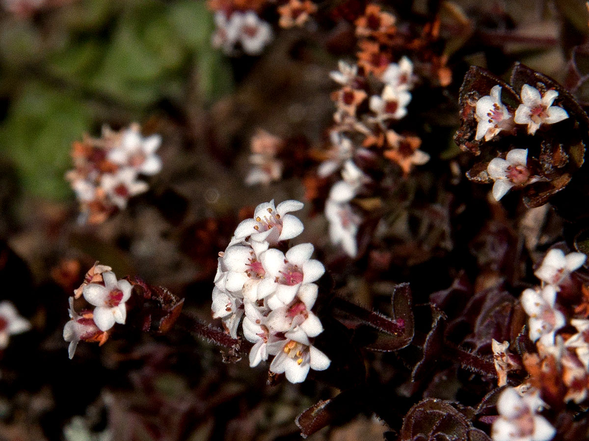 Crassula setulosa var. setulosa
