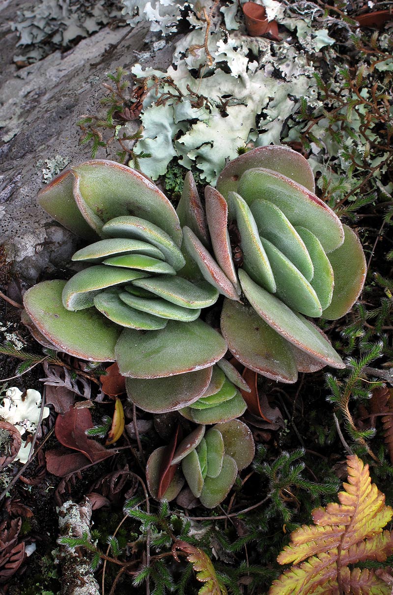 Crassula swaziensis subsp. swaziensis var. swaziensis