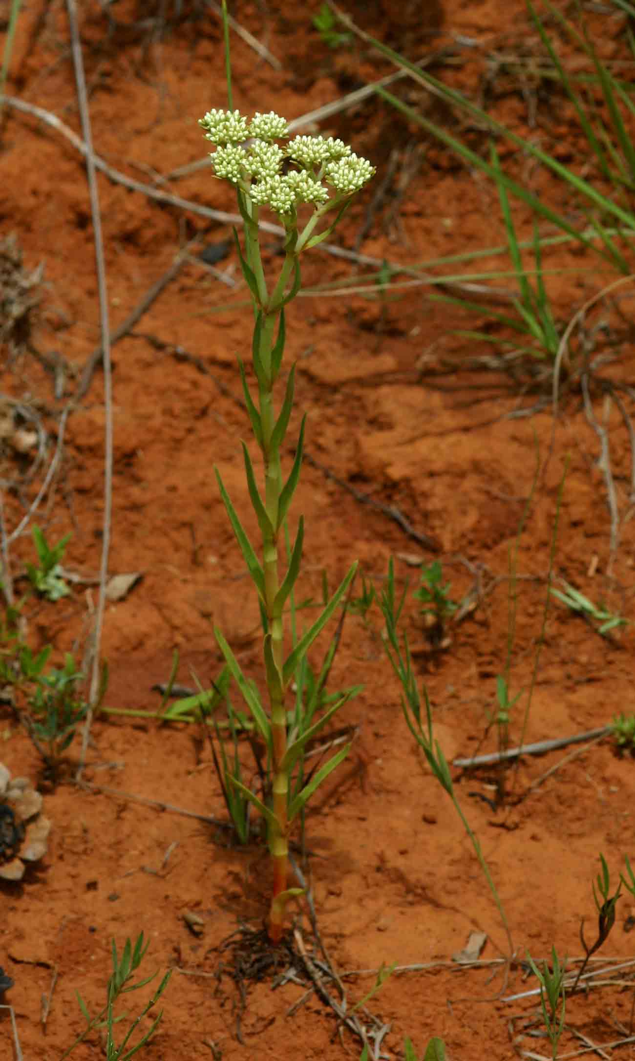 Crassula vaginata