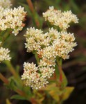 Crassula vaginata
