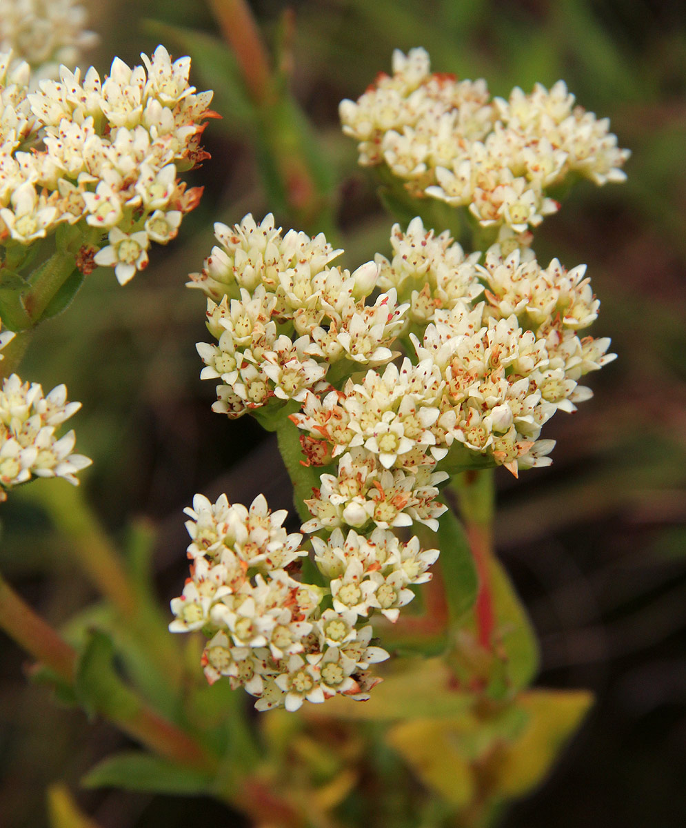 Crassula vaginata