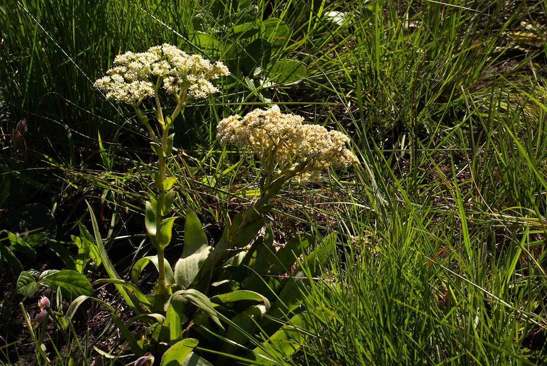Crassula vaginata