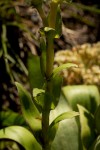 Crassula vaginata