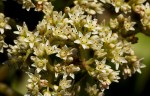 Crassula vaginata